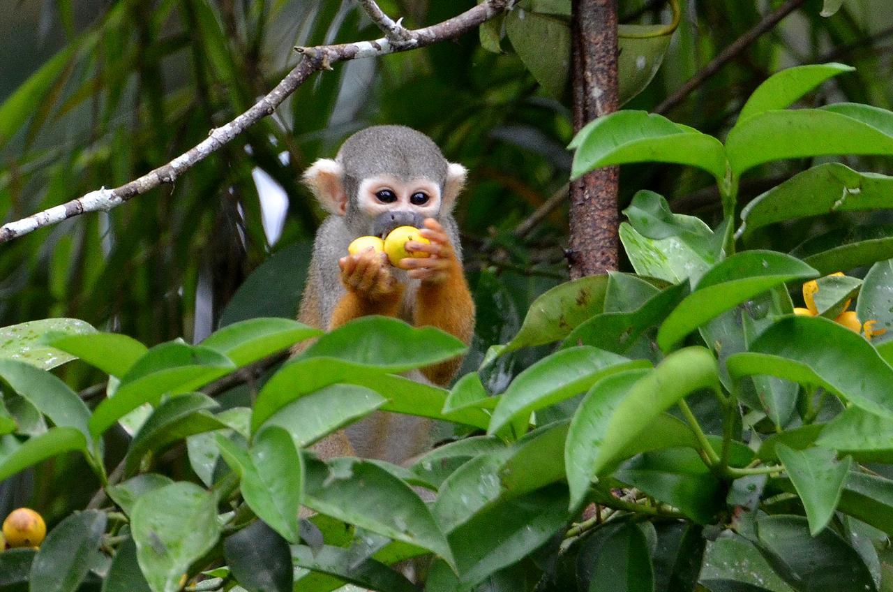 Yaku Amazon Lodge & Expeditions Paraiso Exterior photo